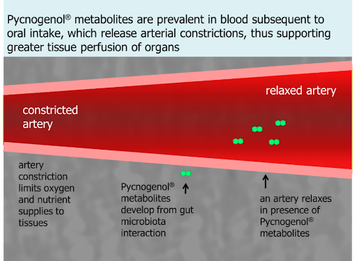 Pycnogenol in Men s Health Express Pharma